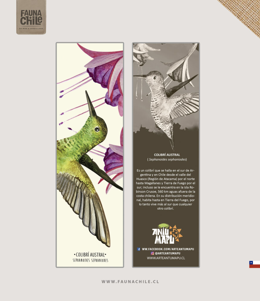 Marcador Colibrí austral