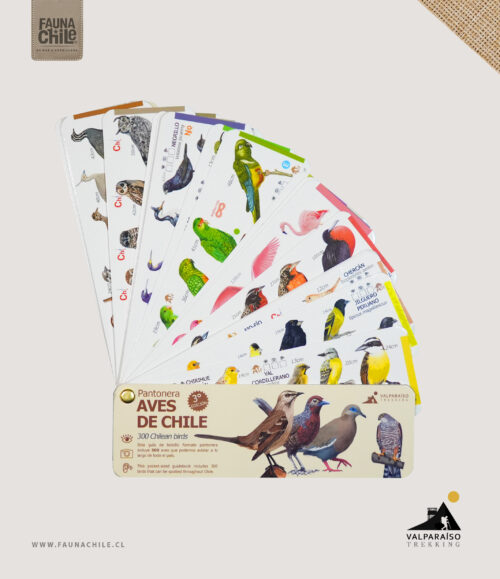 Pantonera Aves de Chile